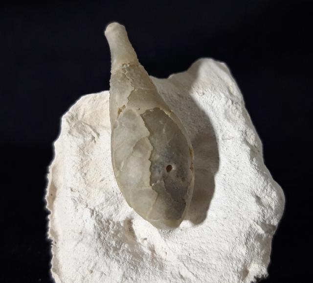 Stachel eines Tylocidaris baltica (SCHL�TER 1892) - Bild &copy; FossNet FossilienStore